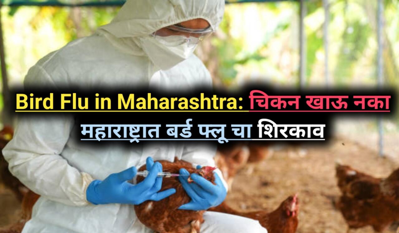 Bird Flu in Maharashtra: चिकन खाण्याची सावधगिरी रेड अलर्ट