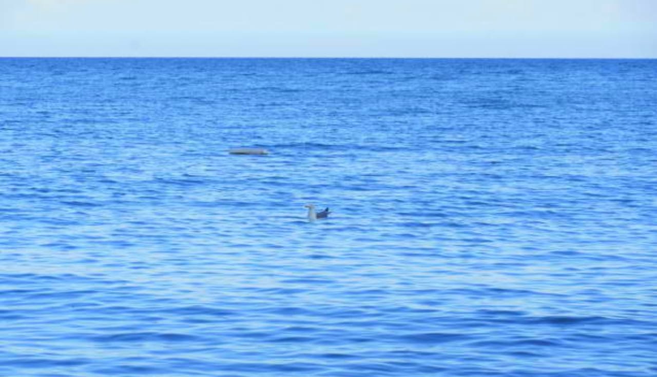 Mineral Oil Reserves: मालवणजवळ समुद्रात आढळले खनिज...