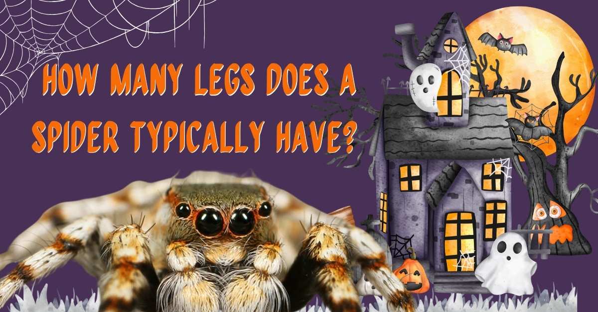 How Many Legs Does a Spider Typically Have? जानिए मकड़ी के 8 पैरों के रहस्यमय तथ्य